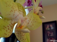 28681CrLe - Mom's Orchids.jpg